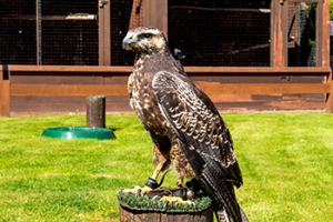 Peckforton Castle Falcon